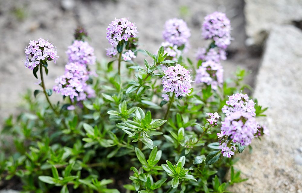 Thymian – mediterranes Kraut mit vielseitiger Wirkung