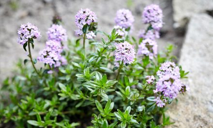 Thymian – mediterranes Kraut mit vielseitiger Wirkung