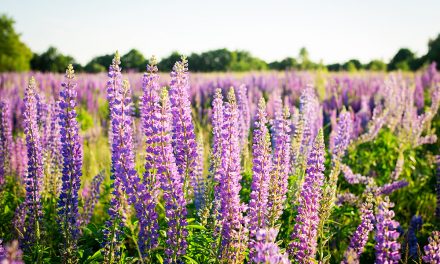 Lupine – eine Gartenpflanze wird zum neuen Eiweißträger für die Zukunft