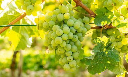 Weinrebe – eine Heilpflanze mit überraschender Bandbreite