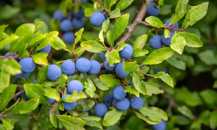 Schlehe – von weißen Blüten bis zu wilden Früchten