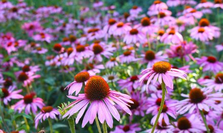 Echinacea – Unterstützung für das Immunsystem