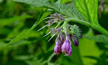 Beinwell – Heilkraft für Muskeln, Sehnen und Gelenke
