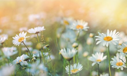 Gänseblümchen – mehr als eine hübsche Wiesenblume