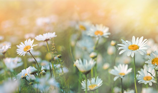 Gänseblümchen – mehr als eine hübsche Wiesenblume
