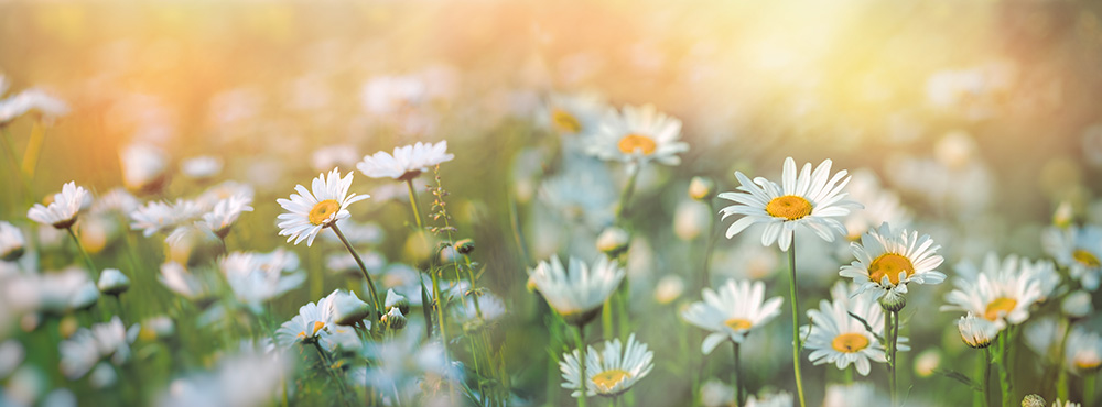 Gänseblümchen – mehr als eine hübsche Wiesenblume