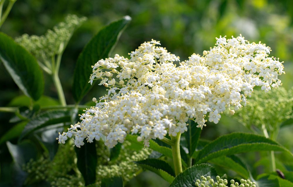 Holunderblüte – bewährt in der Erkältungszeit