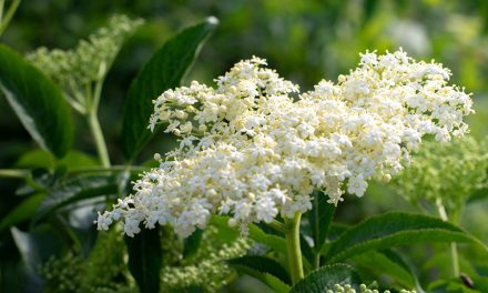 Holunderblüte – bewährt in der Erkältungszeit