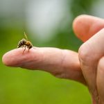 Insektengiftallergien – die unterschätze Gefahr: Eine Allergie-Immuntherapie kann Leben retten