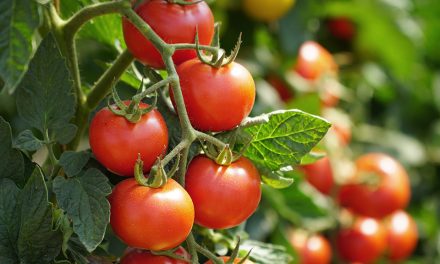 Tomaten gesund: Nährstoffe, Lycopin und ihre Vorteile