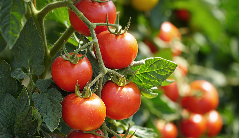 Tomaten gesund: Nährstoffe, Lycopin und ihre Vorteile