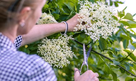 Holunder: Was Blüten und Beeren so besonders macht