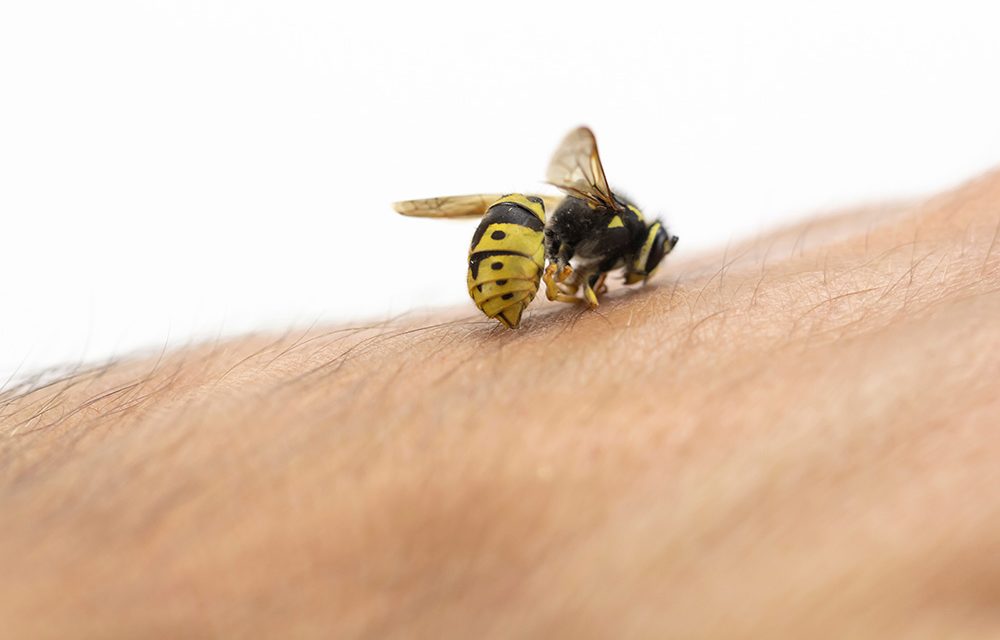 Insektenstich: Was hilft gegen Juckreiz und Schwellung?