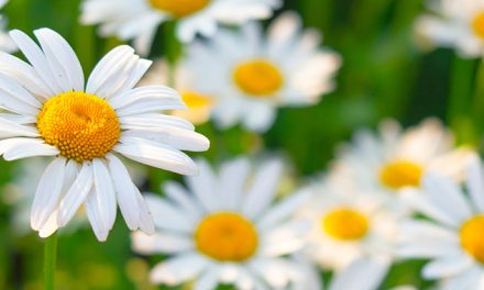 Gänseblümchen: Essbar, vielseitig und traditionell genutzt