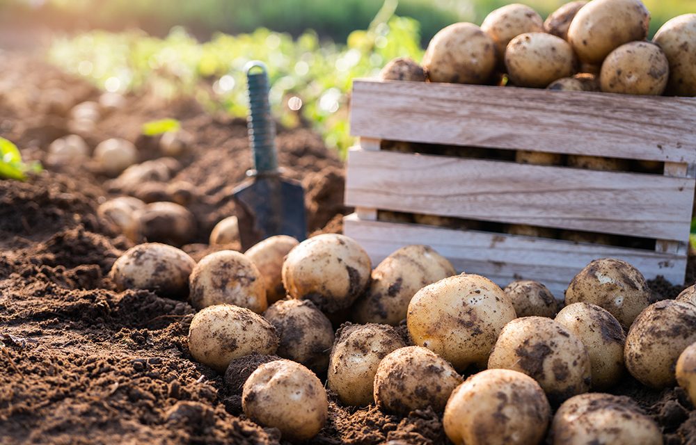 Sind Kartoffeln gesund? Nährstoffe, Kalorien und Zubereitung