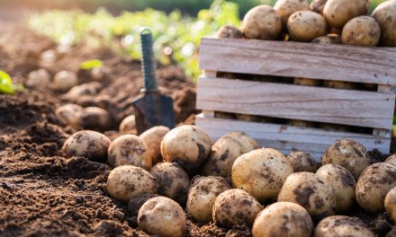 Sind Kartoffeln gesund? Nährstoffe, Kalorien und Zubereitung