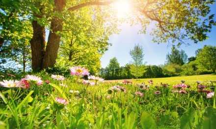 Gesund im Frühling: Ernährung, Bewegung und Wildkräuter
