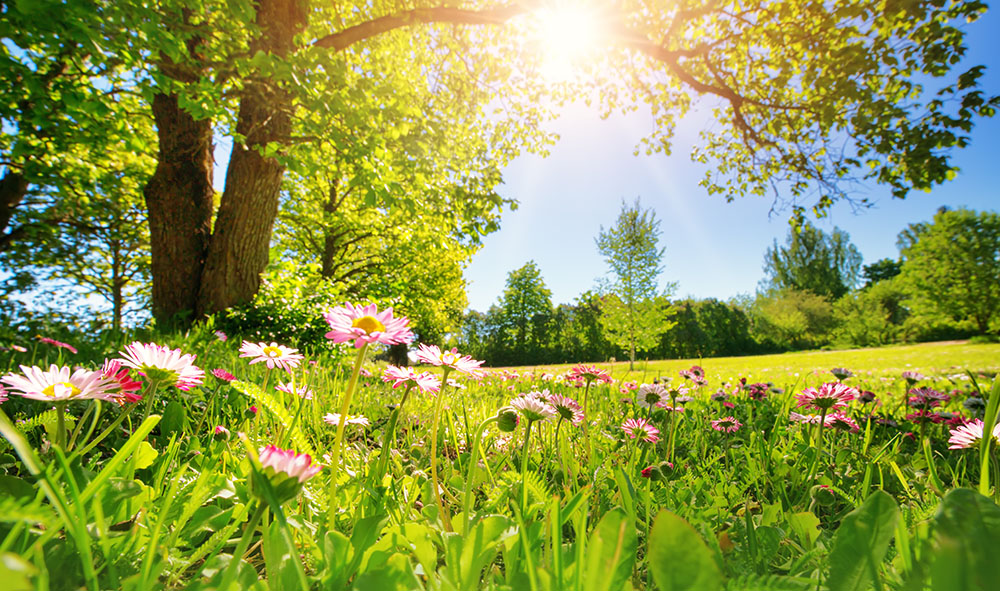 Gesund im Frühling: Ernährung, Bewegung und Wildkräuter