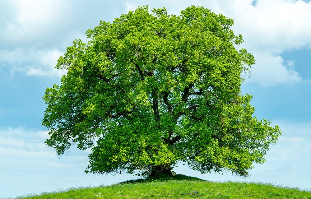 Lindenblüten: Wirkung und Anwendung bei Erkältung