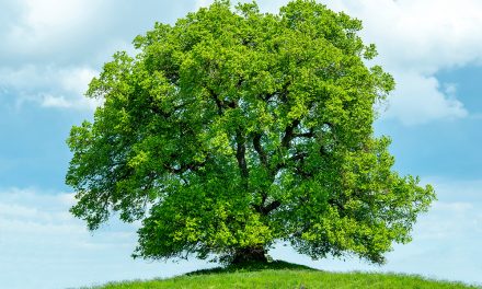 Lindenblüten: Wirkung und Anwendung bei Erkältung