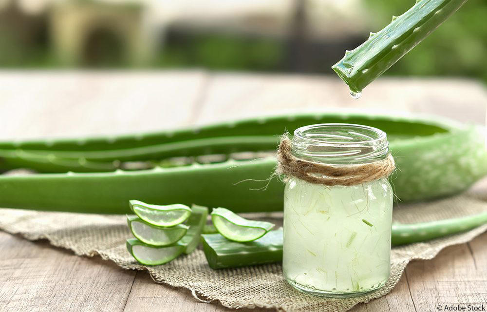 Aloe Vera – natürliche Pflege für die Haut