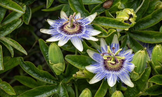 Passionsblume – sanfte Hilfe bei Nervosität und Schlafproblemen