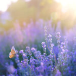 Lavendel – natürliche Unterstützung bei innerer Unruhe