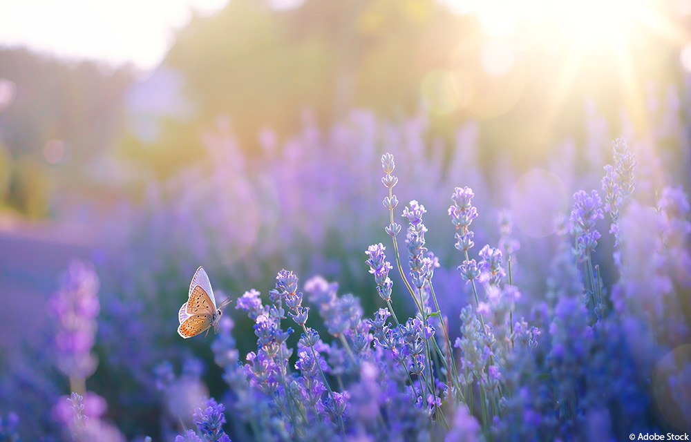 Lavendel – natürliche Unterstützung bei innerer Unruhe